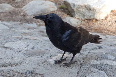 Martha's Musings: Winter Birds in Yosemite