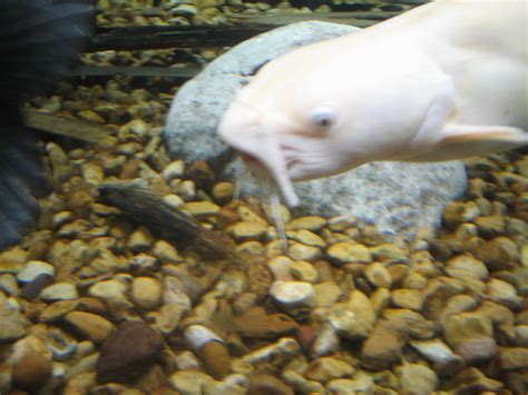 Albino Catfish | Flickr - Photo Sharing!