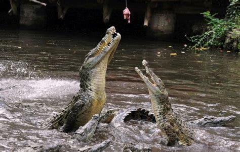 Feeding Crocodiles (28 pics) - Izismile.com