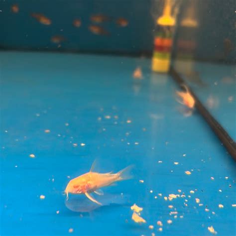 Albino Peppered Corydoras – Tropical Aquarium