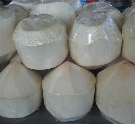 coconut water ready to drink thailad factory