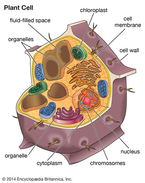 Parts Of A Plant Cell Plant Cell Plant Cell Parts Science Cells | Images and Photos finder