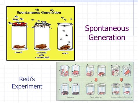 PPT - Spontaneous Generation What is this theory? PowerPoint ...