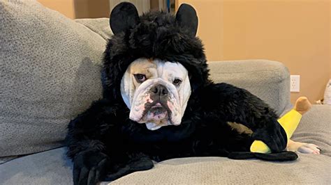 CUTE Bulldog DRESSED in GORILLA Halloween COSTUME EATS a BANANA! My Funny Dog LOLA! - YouTube