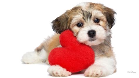 Cute Puppy Valentine's Day Wallpapers - Wallpaper Cave