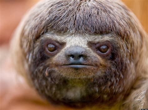 Sloths, Science and Things I Find Cool