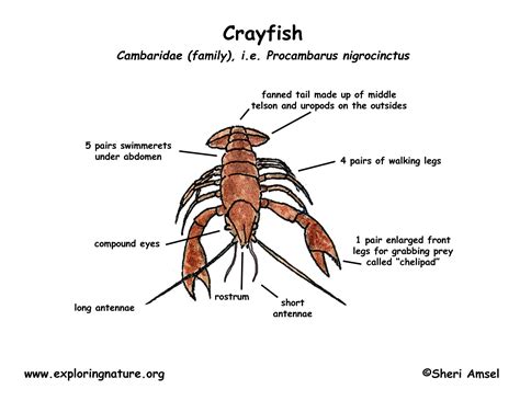 Crayfish