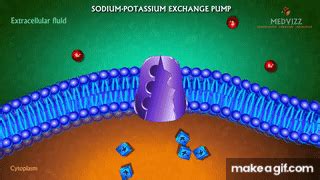 The Sodium-Potassium Pump Animation - Membrane physiology on Make a GIF