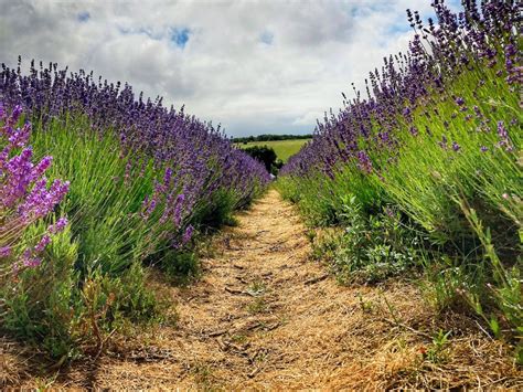 A Guide To Cotswold Lavender Farm For A Perfect Day Out - The Flamingo Hiker