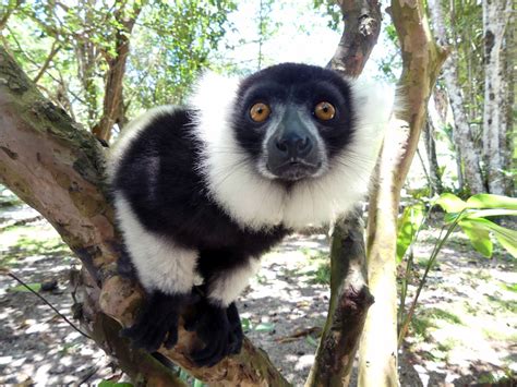 Madagascar Wildlife (Mammal Watching) Tour Trip Report from Royle ...