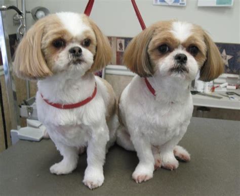 20 Best Shih Tzu Haircuts (2024 Guide) – Hairstyle Camp