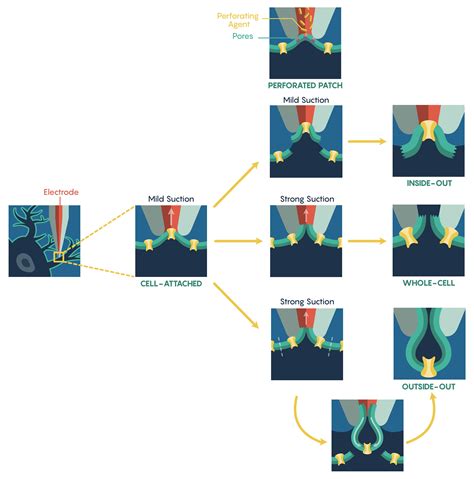 3.2: Patch-Clamp Electrophysiology - Medicine LibreTexts