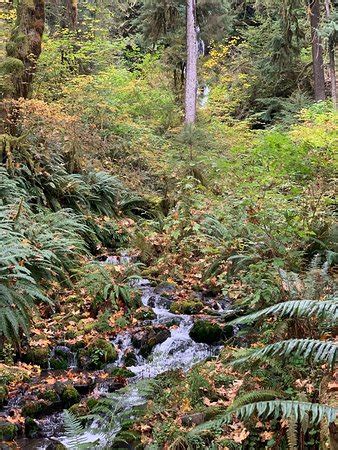 Hoh Rain Forest (Olympic National Park) - 2020 All You Need to Know ...