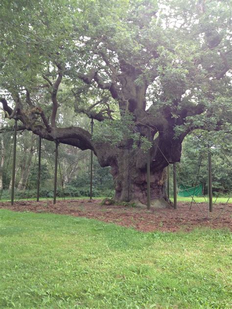 The Major Oak, Robin Hoods tree in Nottingham, England | England, Trees to plant, Places to go