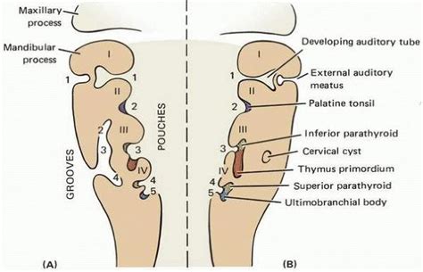 Development of pharyngeal (branchial) apparatus | DentMistry