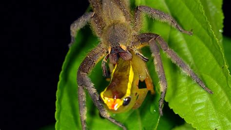 This Wandering Spider Eats a Tree Frog - YouTube