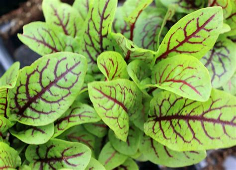 Healthy living and active lifestyles: Farmers' market find: red-veined sorrel