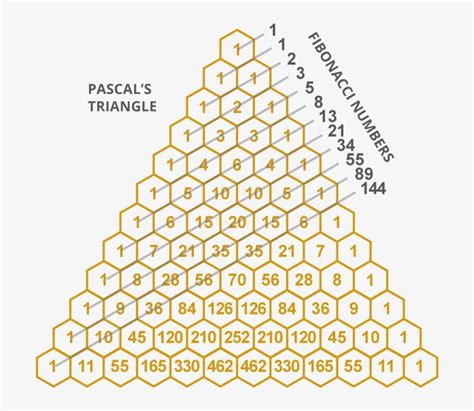 Leonardo Fibonacci Popularized These Numbers In His - Pascals Triangle In A Galton Board PNG ...