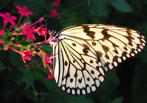 The Christina Reiman Butterfly Wing at Iowa State University | Iowa ...