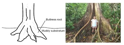 MODIFIED ROOTS - revisionug.com