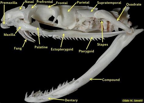 Cobra skull Labeled | Skeleton anatomy, Animal skeletons, King cobra snake