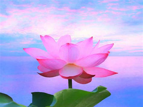 Lotus Flowers Paintings in the Universe