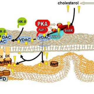 Proposed mechanism of hexokinase-II-mediated protection against outer ...