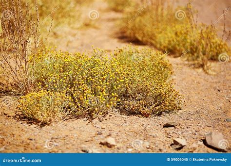 Plants In Sahara Desert Stock Photo - Image: 59006045