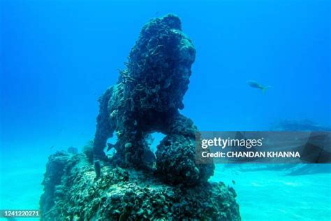 23 Neptune Memorial Reef Stock Photos, High-Res Pictures, and Images - Getty Images