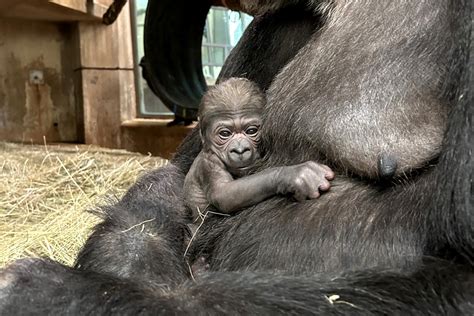 Baby Gorilla at National Zoo Needs Name