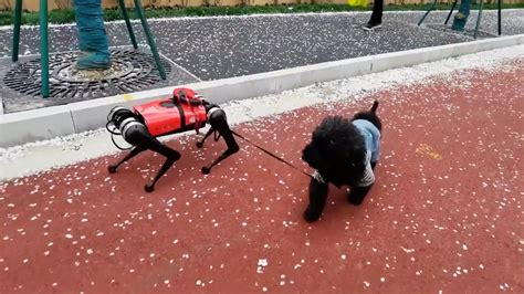 Chinese robot dog guides blind, protects home from intruders - CGTN