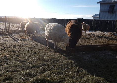 How To Start Farming In Alberta - Young Agrarians