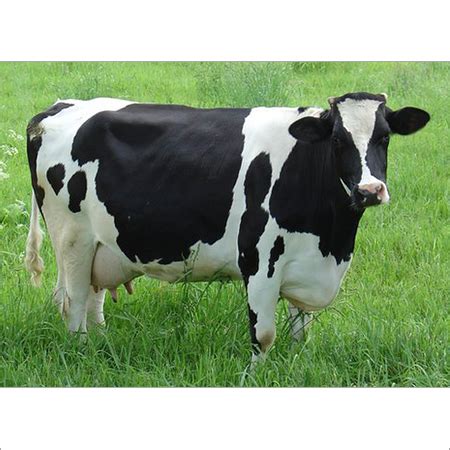 EXOTIC Breeds of CATTLE