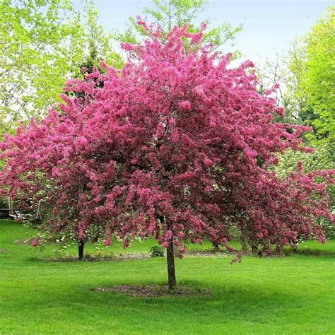 Prairie Fire Crabapple Tree Cuttings Unrooted | Etsy