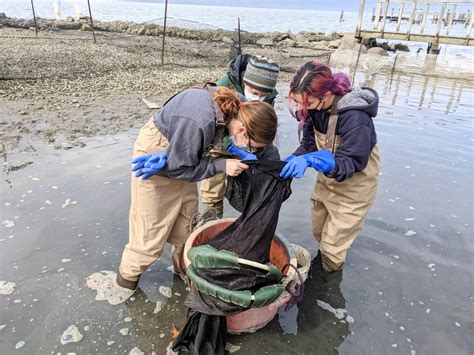 Volunteer with the American Eel Migration Project | Center for the ...