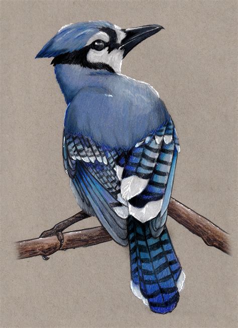 Blue Jay Bird Color Pencil Drawing 5x7 Print - Etsy