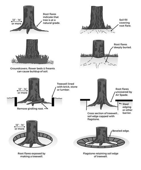 Root Flare Exposure - The most important part of tree management. via ...