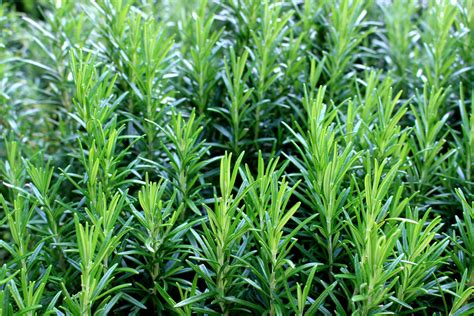 Harvesting Your Rosemary: Aim To Remove The Fresh New Stems Up To 10cm In Length | Horticulture ...