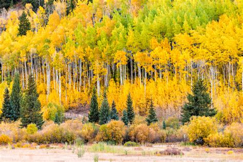 When To See Peak Fall Colors in Colorado | CAG Backcountry Blog