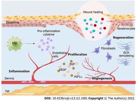 Non-coding RNAs: Role in diabetic foot and wound healing