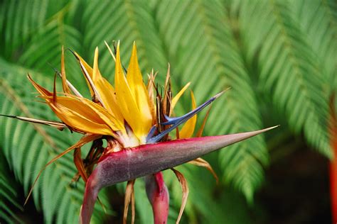 Bird of Paradise