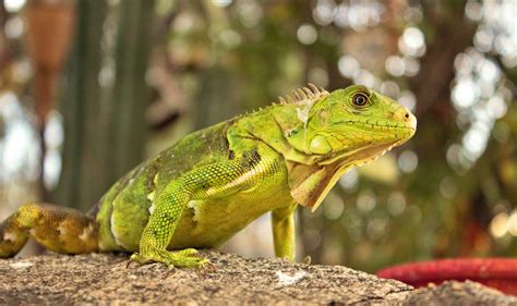 Green Lizard · Free Stock Photo