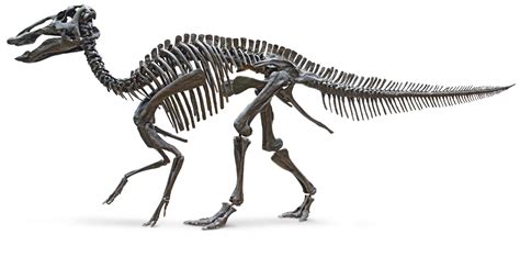 Edmontosaurus Size | Edmontosaurus Annectens | DK Find Out