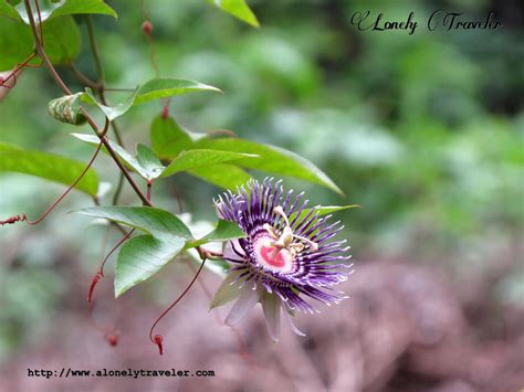 Botanical garden of Kolkata, India – Lonely Traveler