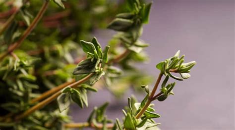 Thyme Cuttings [Simple Guide] - Herbs Within