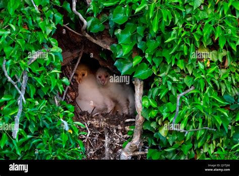 Barn owl (Tyto alba) youngs in the nesting hole, England Stock Photo - Alamy