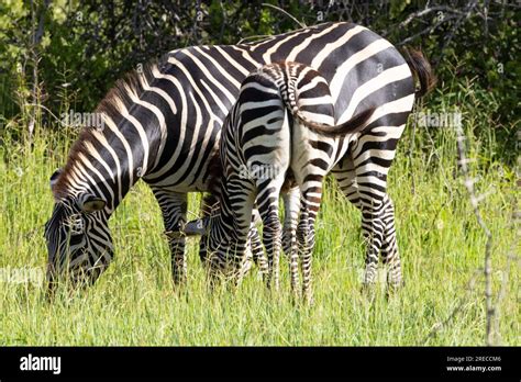 The stripes of a Zebra might look the opposite of camouflage but in the ...