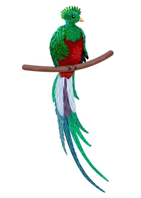 Quetzal PNG, Vectores, PSD, e Clipart Para Descarga Gratuita - Pngtree