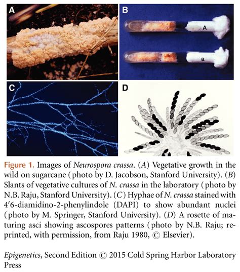 Neurospora crassa , a Model System for Epigenetics Research