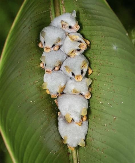 Baby Honduran white bats. : r/aww